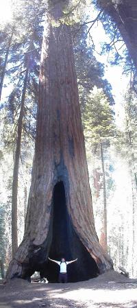 t_Muir_grove.jpg 5.6K