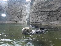 t_sea_otter.jpg 8.6K